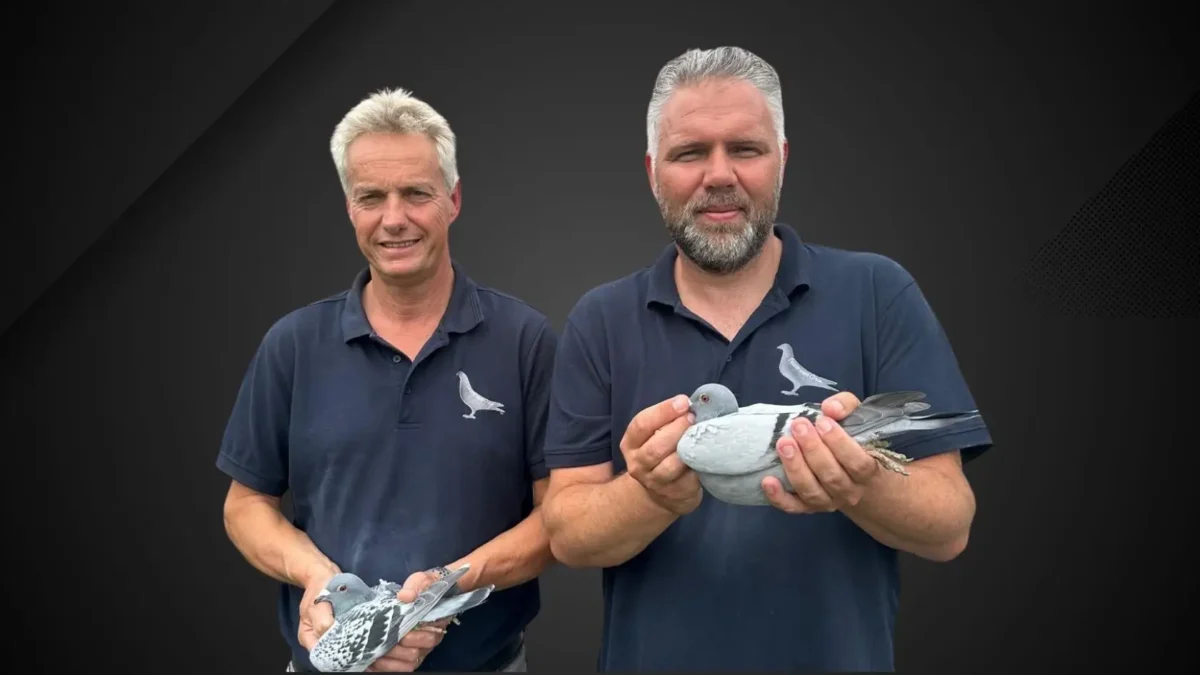 Team van Oss Racing Pigeons For Sale