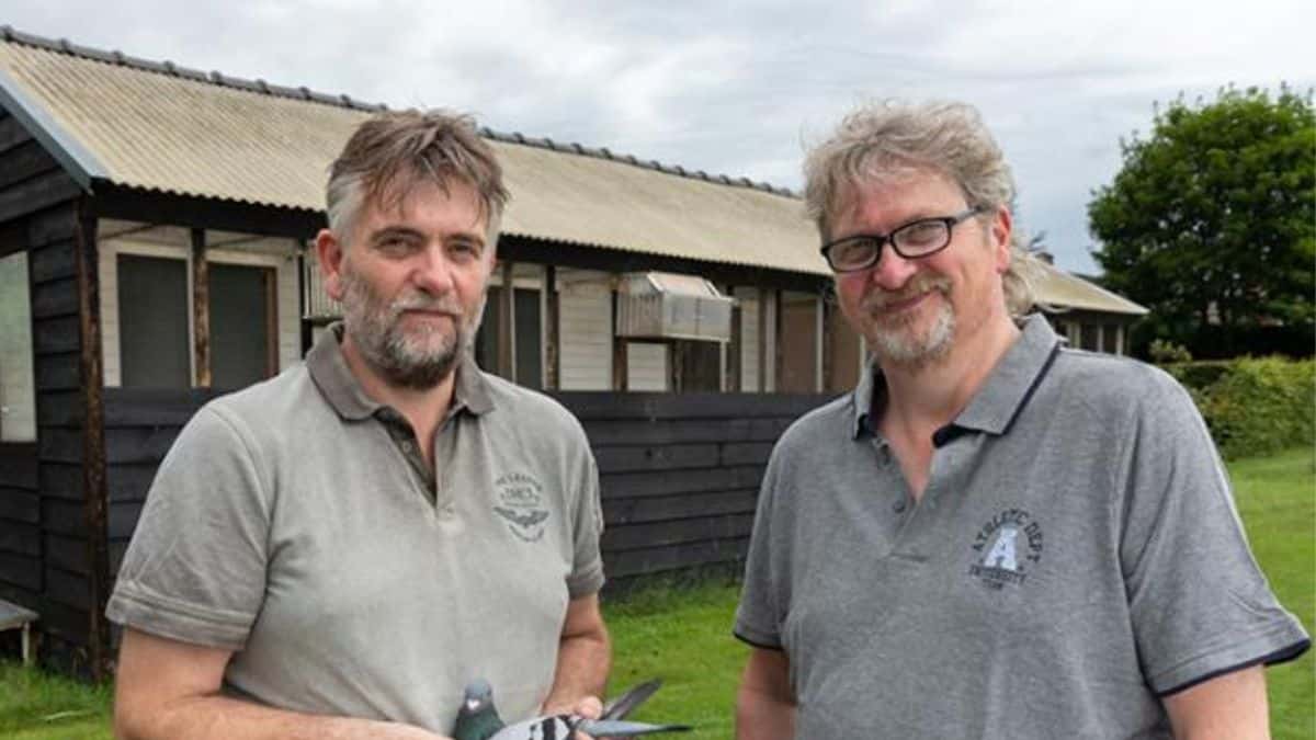 Boonen Pigeons