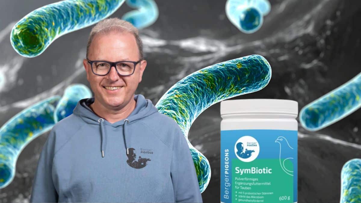SymBiotic 600g: SymBiotic 600g probiotics powder for superior gut flora and unbeatable top condition in sports pigeons