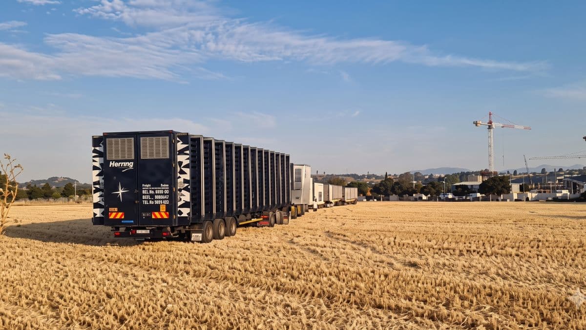 An image showing a long convoy of large, dark blue pigeon transporter trucks lined up in a vast, open straw field under a clear blue sky. The trucks, labeled with "Herring" on the back, are filled with racing pigeons making their way to the iconic release site. In the background, a rolling landscape with trees, buildings, and a tall construction crane can be seen under a light layer of clouds, perfectly capturing the grand scale of the logistics behind the legendary Barcelona marathon race.