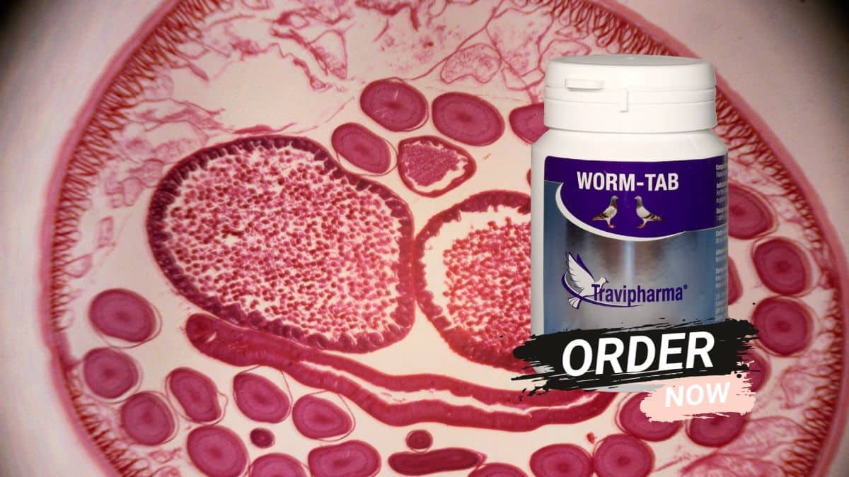 Microscopic cross-section of a parasitic roundworm next to a bottle of Travipharma Worm-Tab pigeon deworming tablets with an 'Order Now' button.
