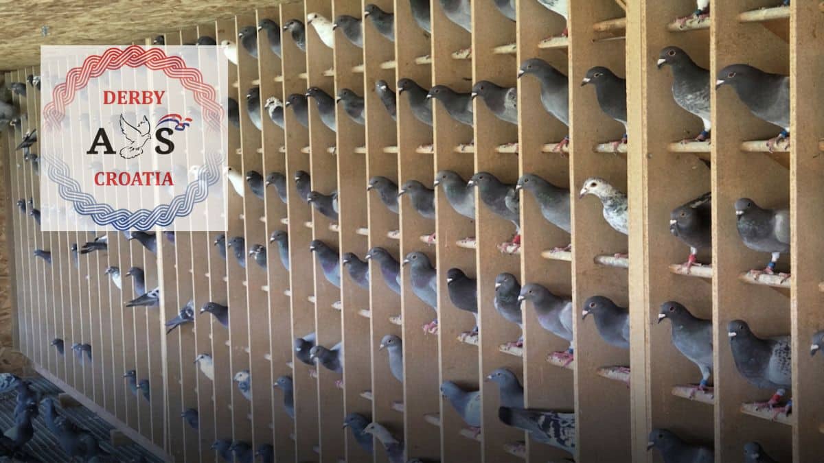 Dozens of healthy racing pigeons resting side by side on individual wooden perches inside the clean and spacious loft facility at Derby AS Croatia, featuring the official race logo in the top left corner.