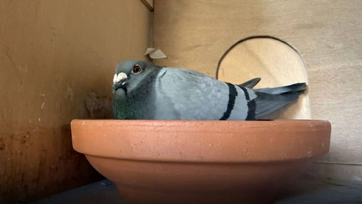 A beautiful blue bar racing pigeon resting calmly inside a terracotta nest bowl within its quiet wooden loft compartment in Delft, perfectly capturing the peaceful recovery and safety of a Barcelona marathon survivor back home.