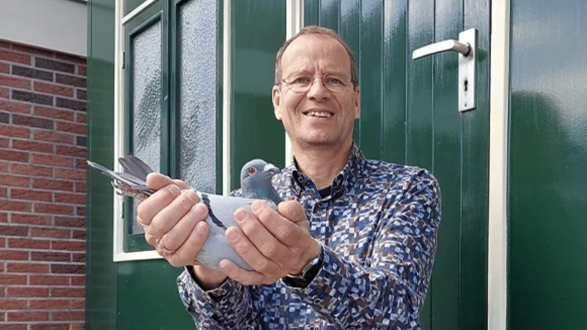 Henk Douna holding a racing pigeon in front of his loft in Donkerbroek
